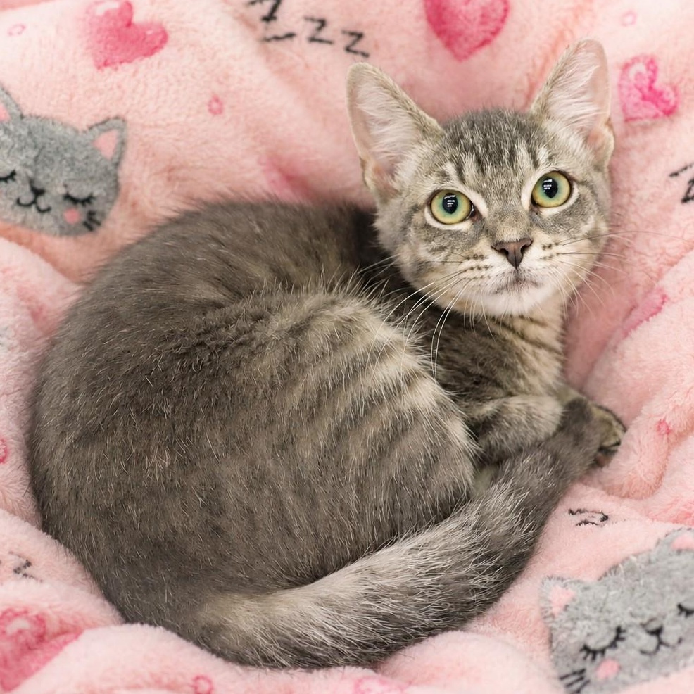 Precious - Gray Tabby Kitten, ADOPTABLE, Kitten Female Domestic Short Hair & Tabby.