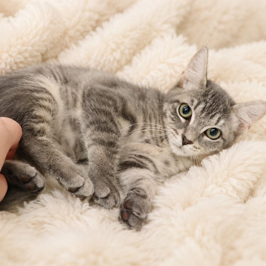 Precious - Gray Tabby Kitten, a ADOPTABLE mixed breed in League City, TX image 5/5