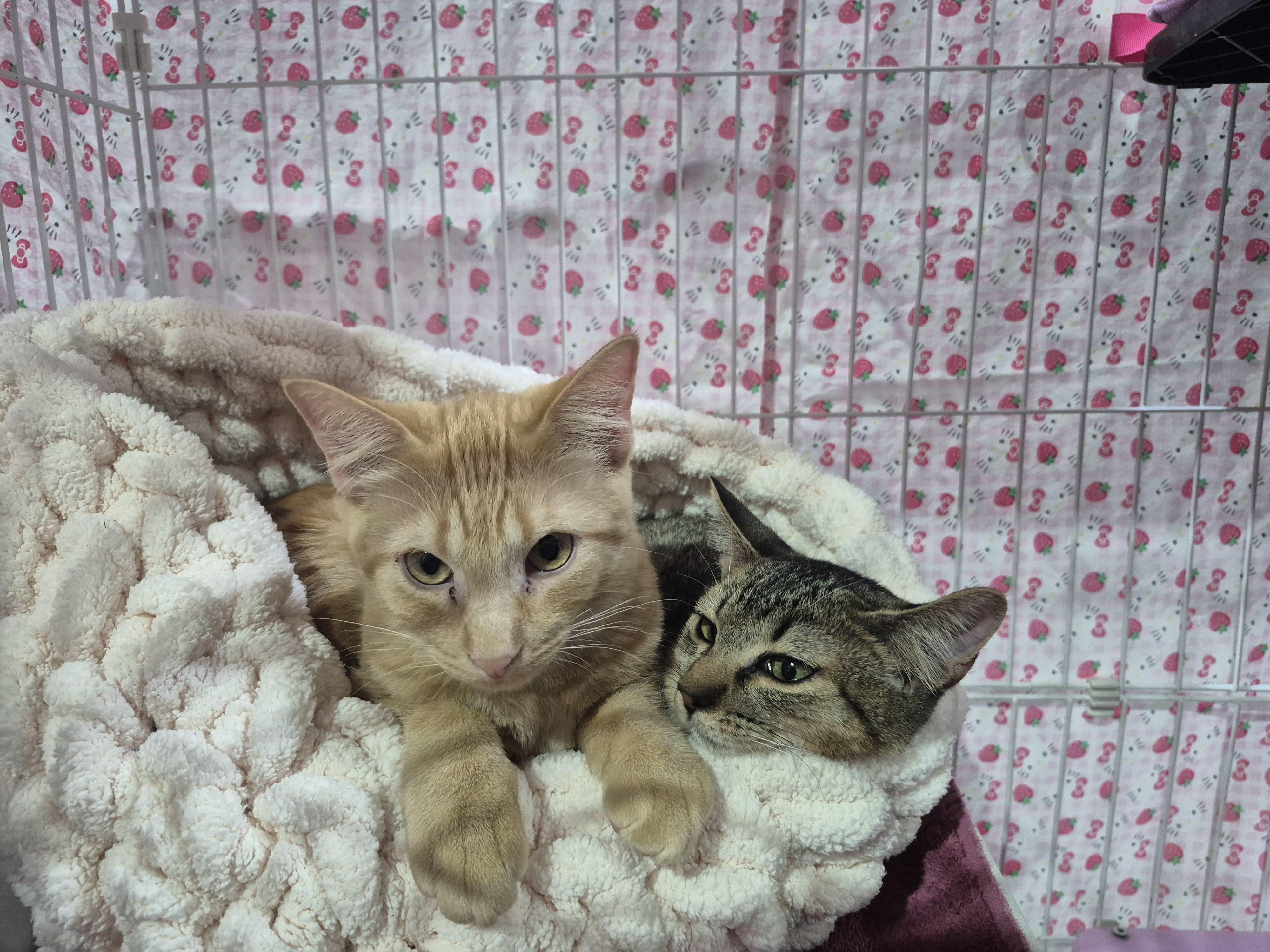 Elote, a Adoptable mixed breed in Albuquerque, NM image 2/2