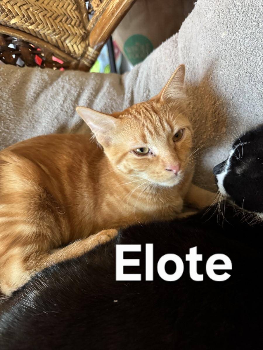 Elote, Adoptable, Young Male Domestic Short Hair & Tabby.