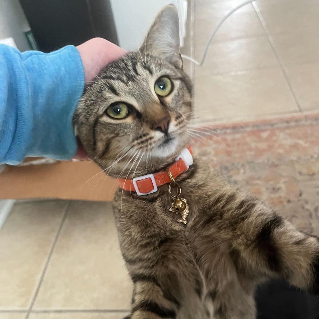 Arthur (Female), Adoptable, Young Female Domestic Short Hair.