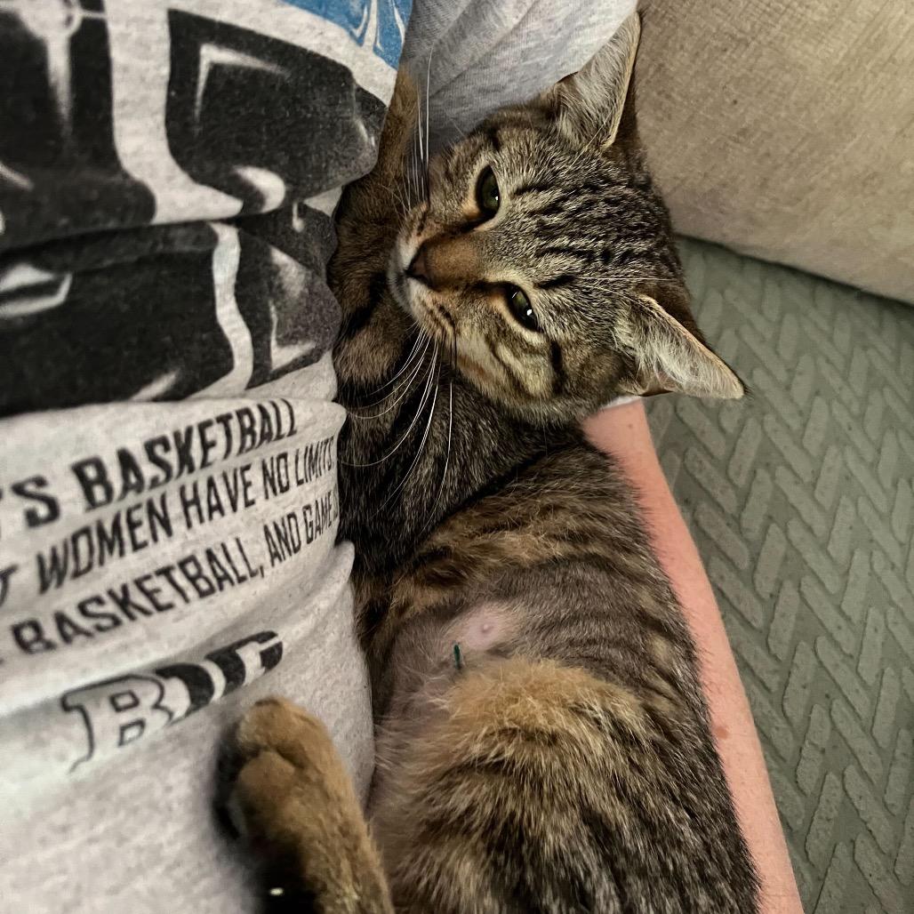 Enlarge Arthur (Female), a Adoptable Domestic Short Hair in Charlotte, NC image 2/6