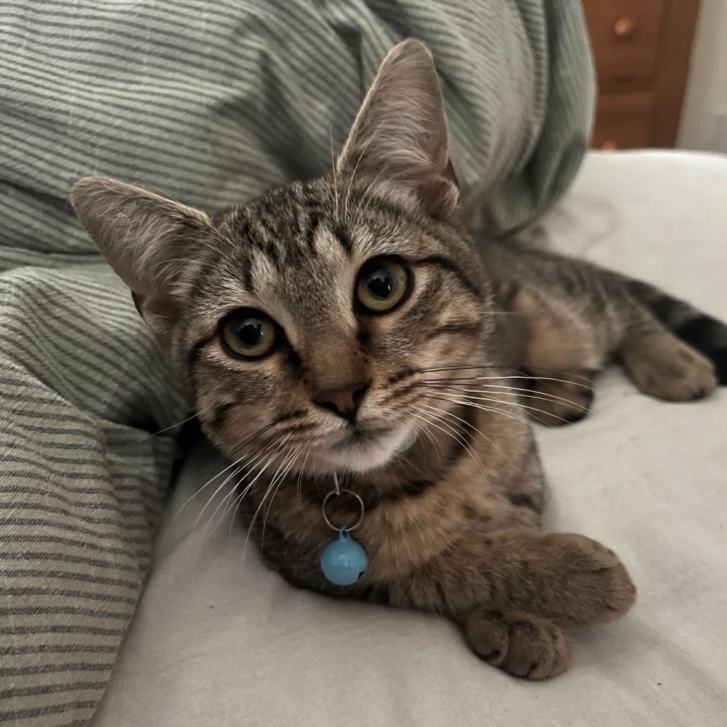 Enlarge Arthur (Female), a Adoptable Domestic Short Hair in Charlotte, NC image 3/6