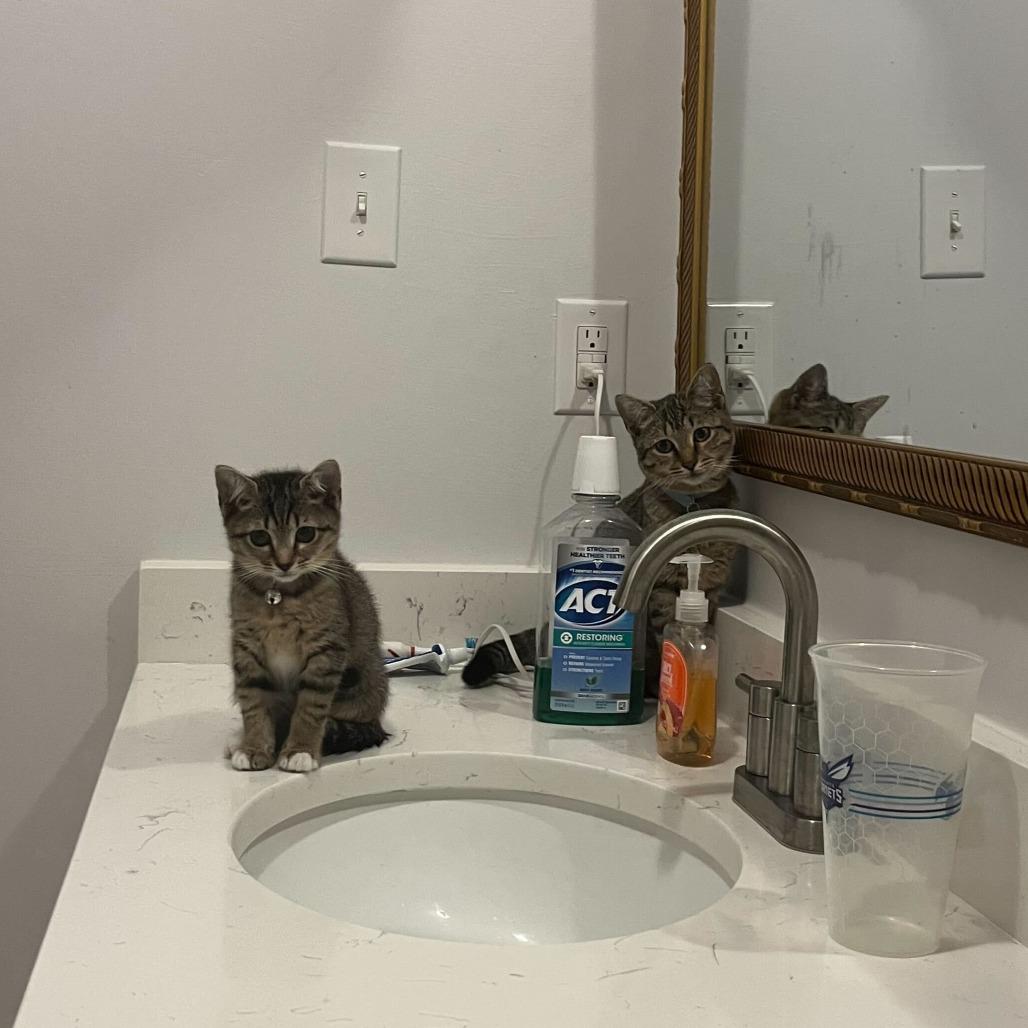 Enlarge Arthur (Female), a Adoptable Domestic Short Hair in Charlotte, NC image 4/6