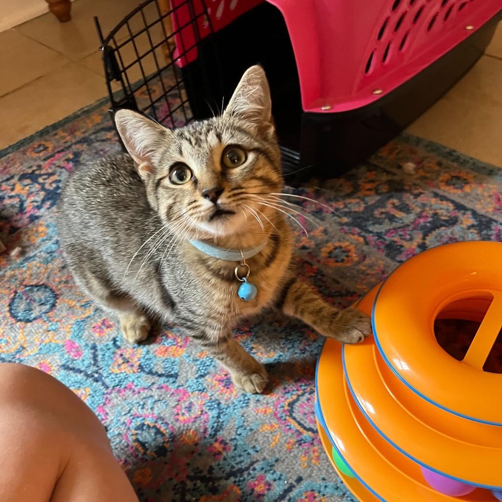 Enlarge Arthur (Female), a Adoptable Domestic Short Hair in Charlotte, NC image 5/6