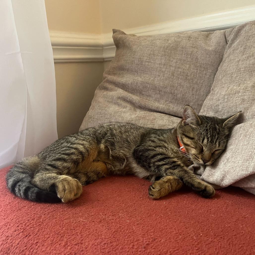 Enlarge Arthur (Female), a Adoptable Domestic Short Hair in Charlotte, NC image 6/6