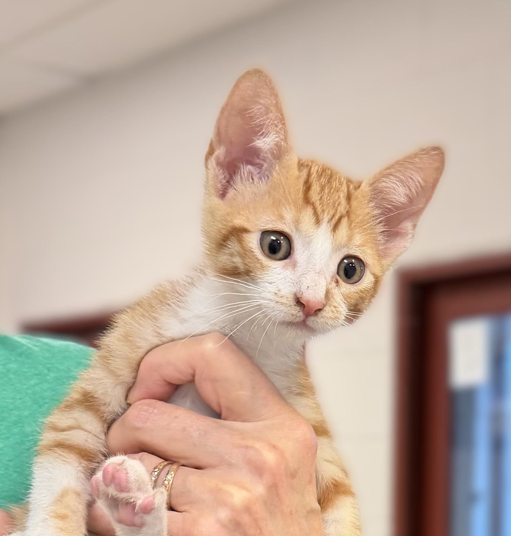 Lightning, Adopted, Kitten Female Domestic Short Hair.