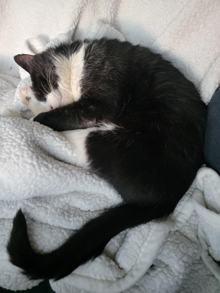 Enlarge Emo, a Adoptable mixed breed in Bloomington, IN image 2/6