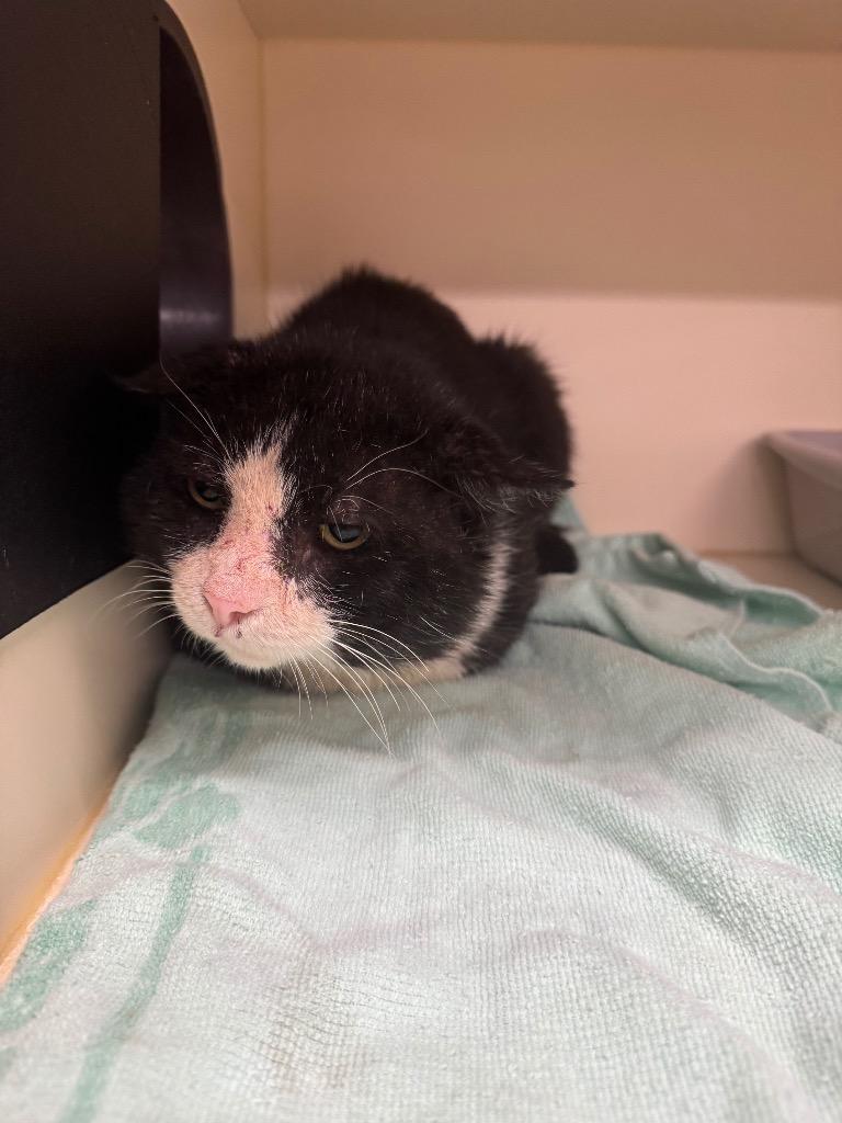 Enlarge Emo, a Adoptable mixed breed in Bloomington, IN image 3/6