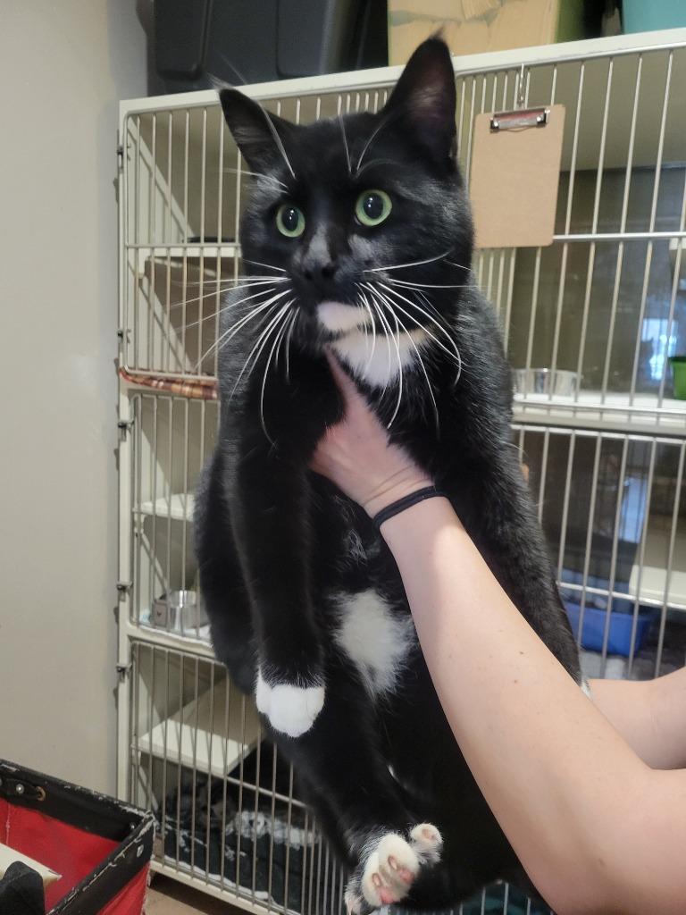 Enlarge Cheeks, a Adoptable mixed breed in Ashland, WI image 1/1