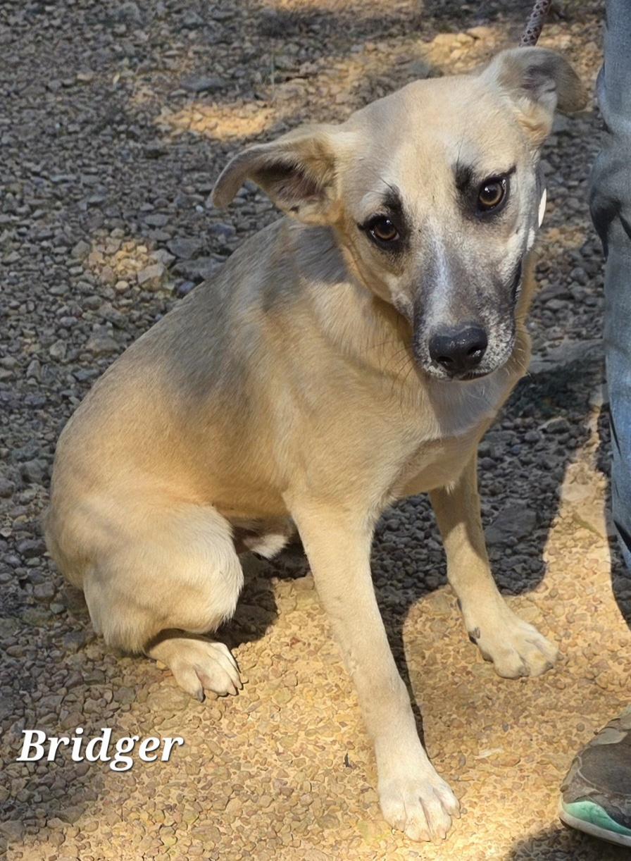 Bridger, a Adoptable mixed breed in Warren, RI image 1/6