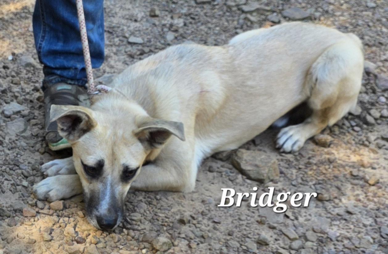Bridger, a Adoptable mixed breed in Warren, RI image 2/6