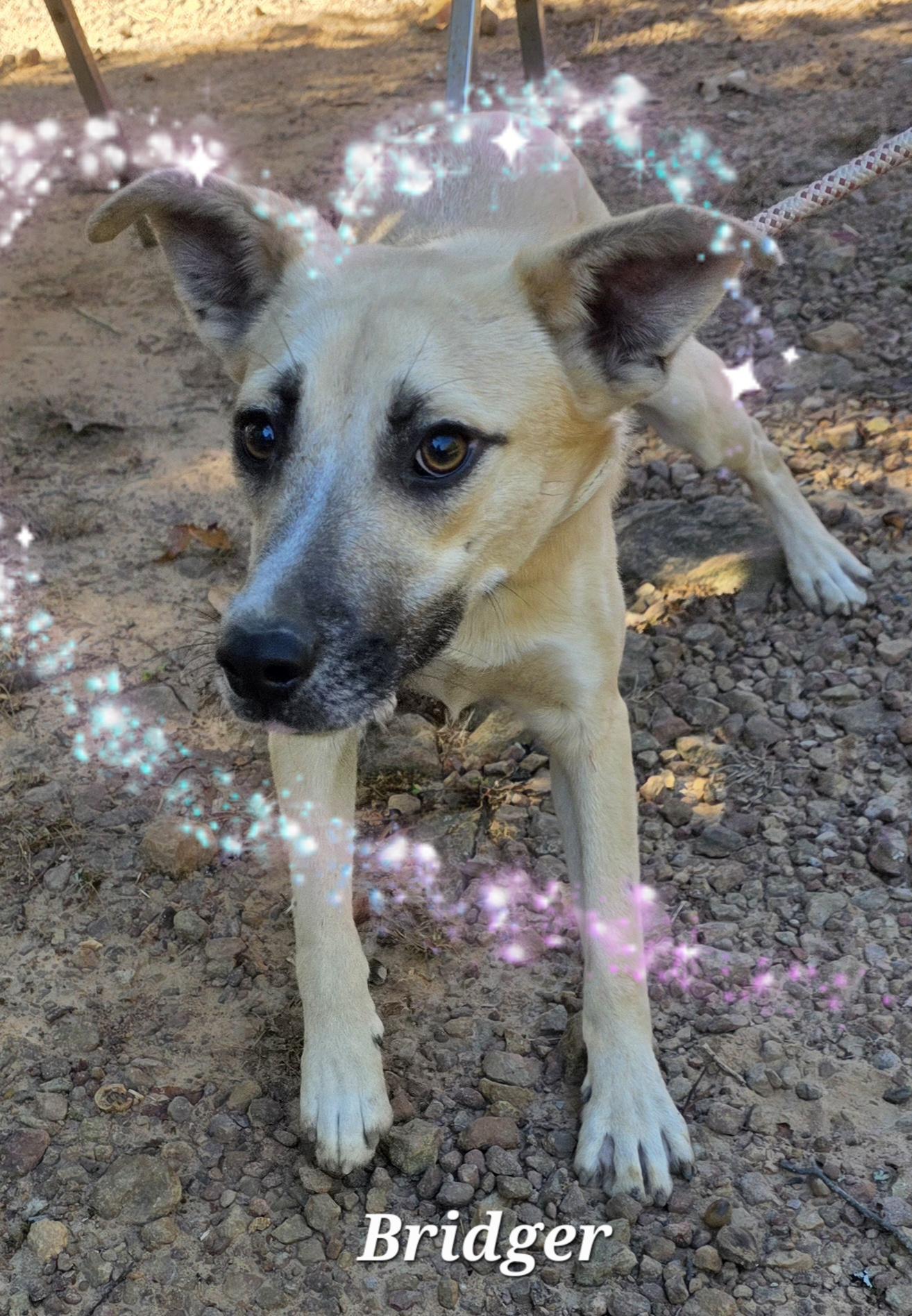 Bridger, a Adoptable mixed breed in Warren, RI image 3/6