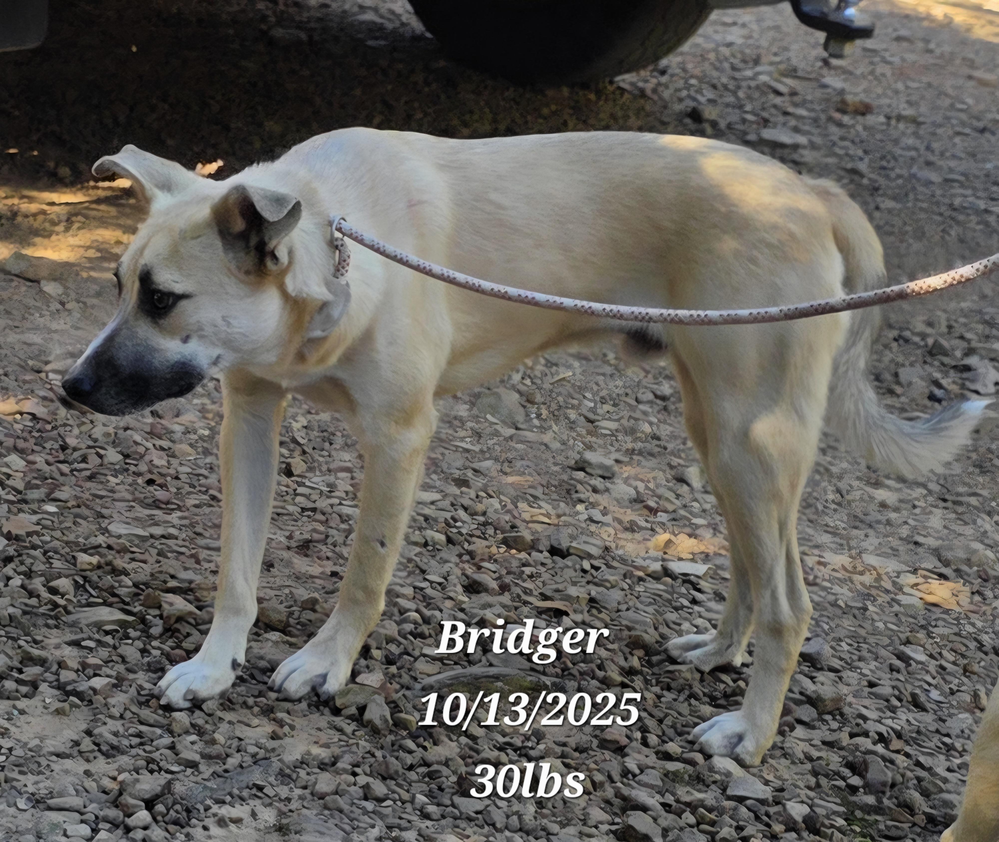 Bridger, a Adoptable mixed breed in Warren, RI image 4/6