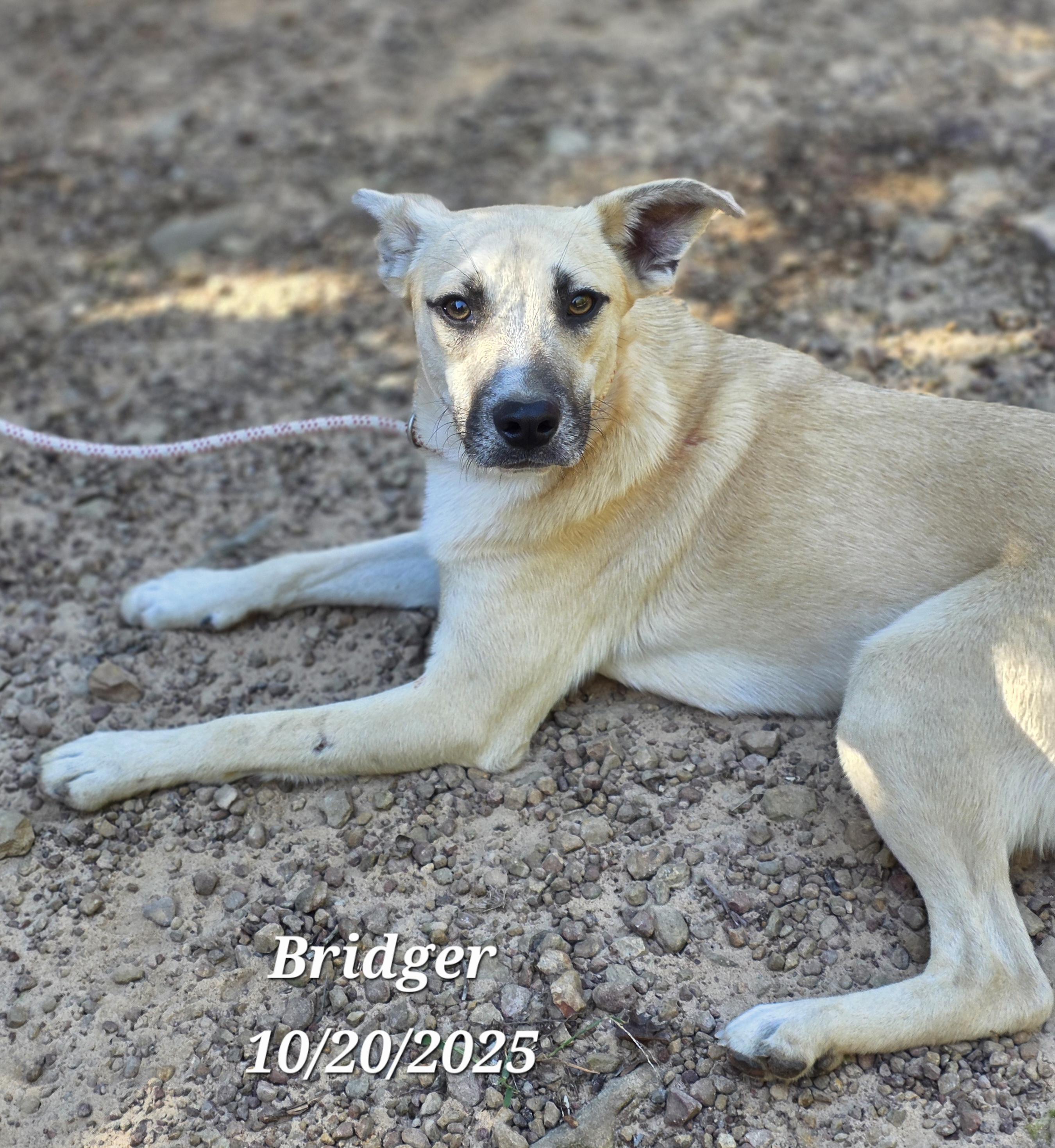 Bridger, a Adoptable mixed breed in Warren, RI image 5/6