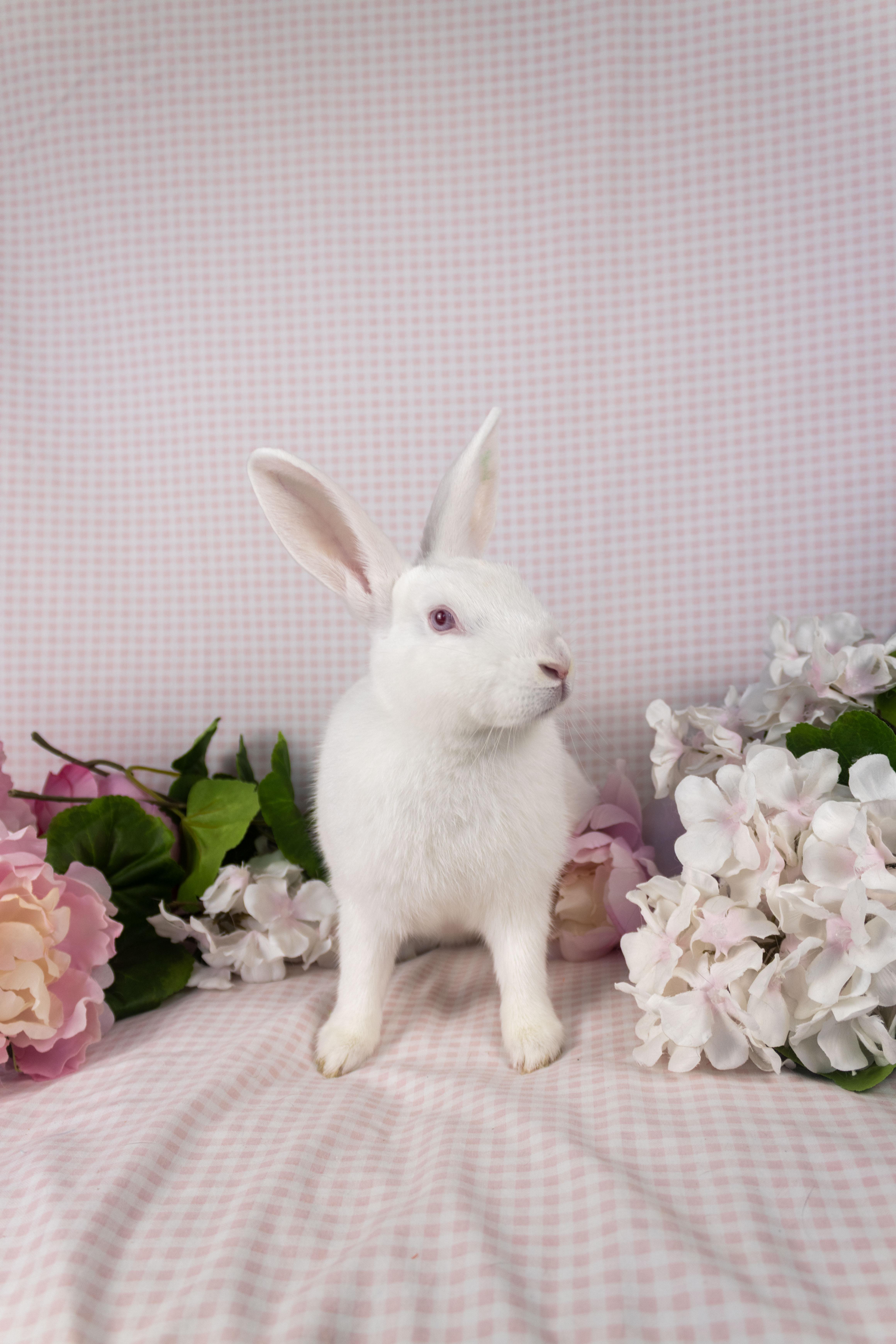 CJ, Adoptable, Baby Female Florida White.