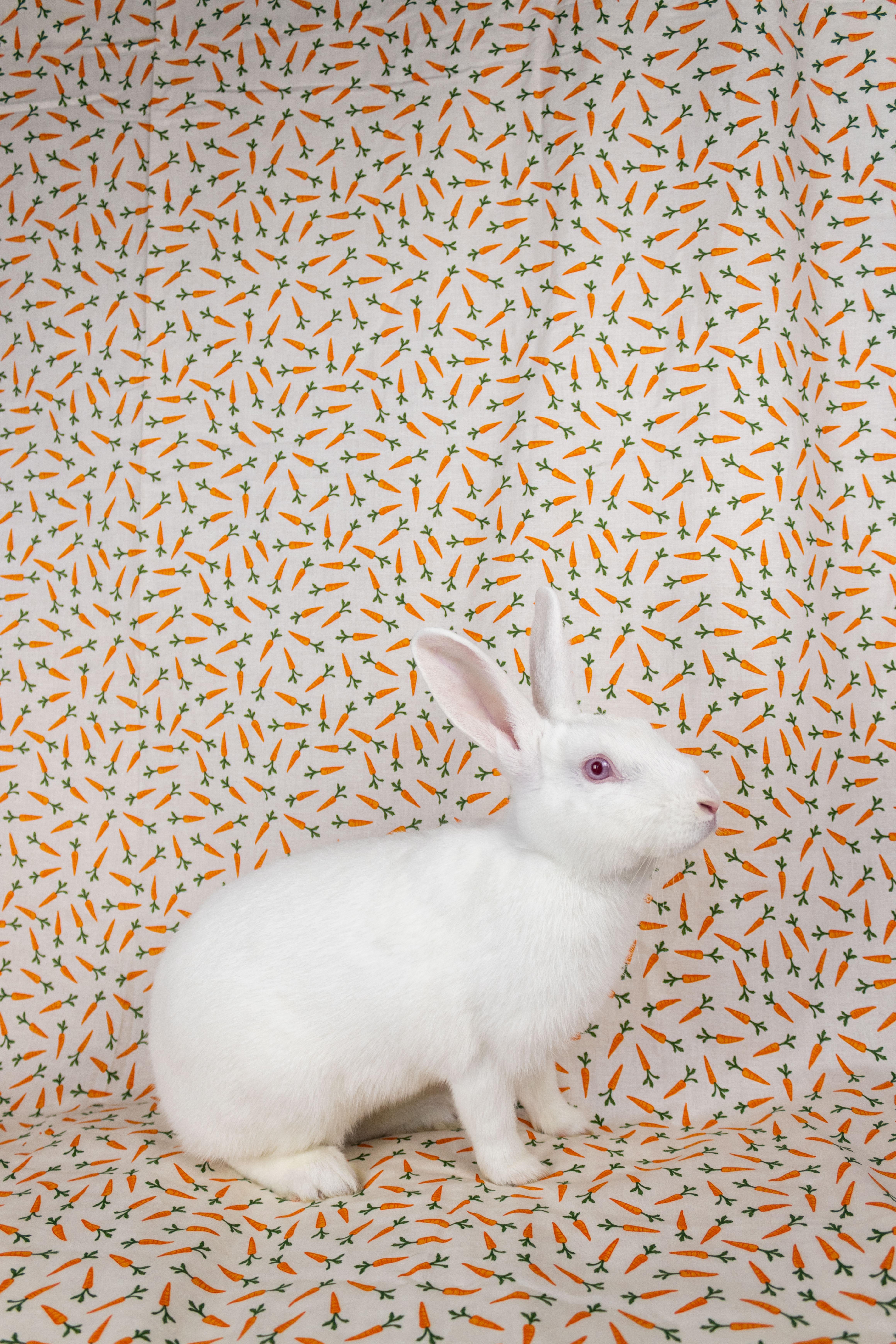 CJ, a Adoptable Florida White in Ellington, CT image 2/6