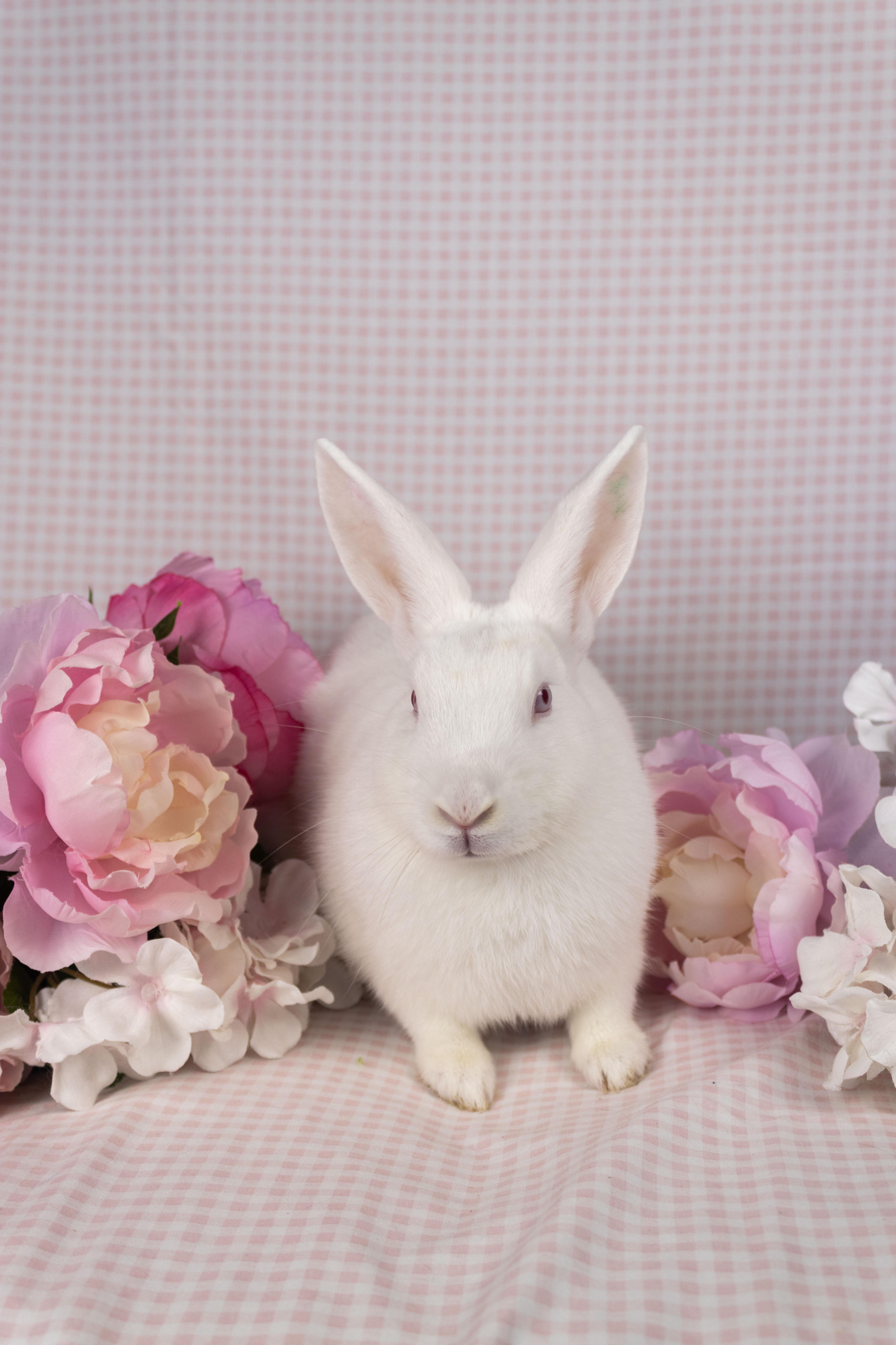 CJ, a Adoptable Florida White in Ellington, CT image 3/6