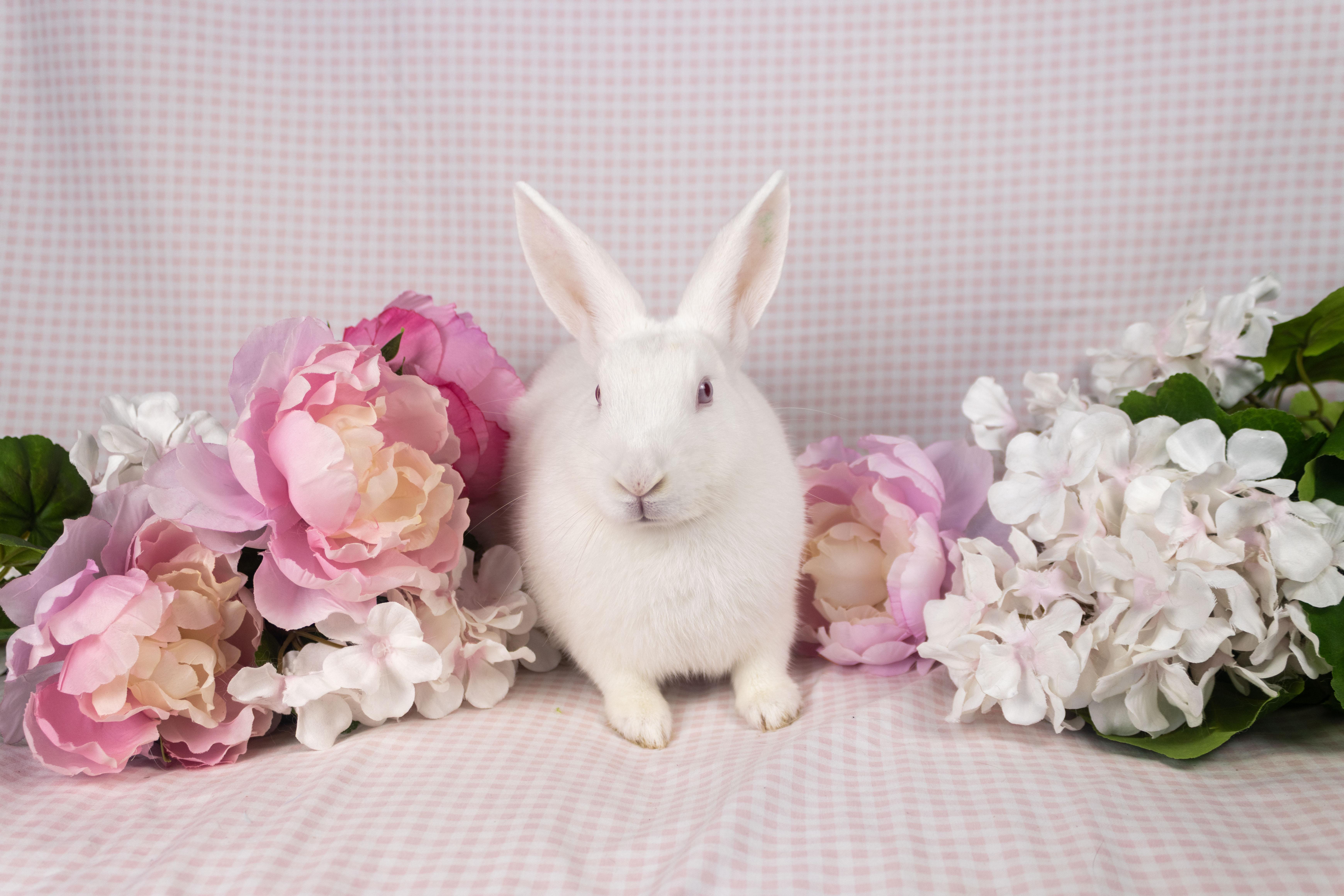 CJ, a Adoptable Florida White in Ellington, CT image 4/6