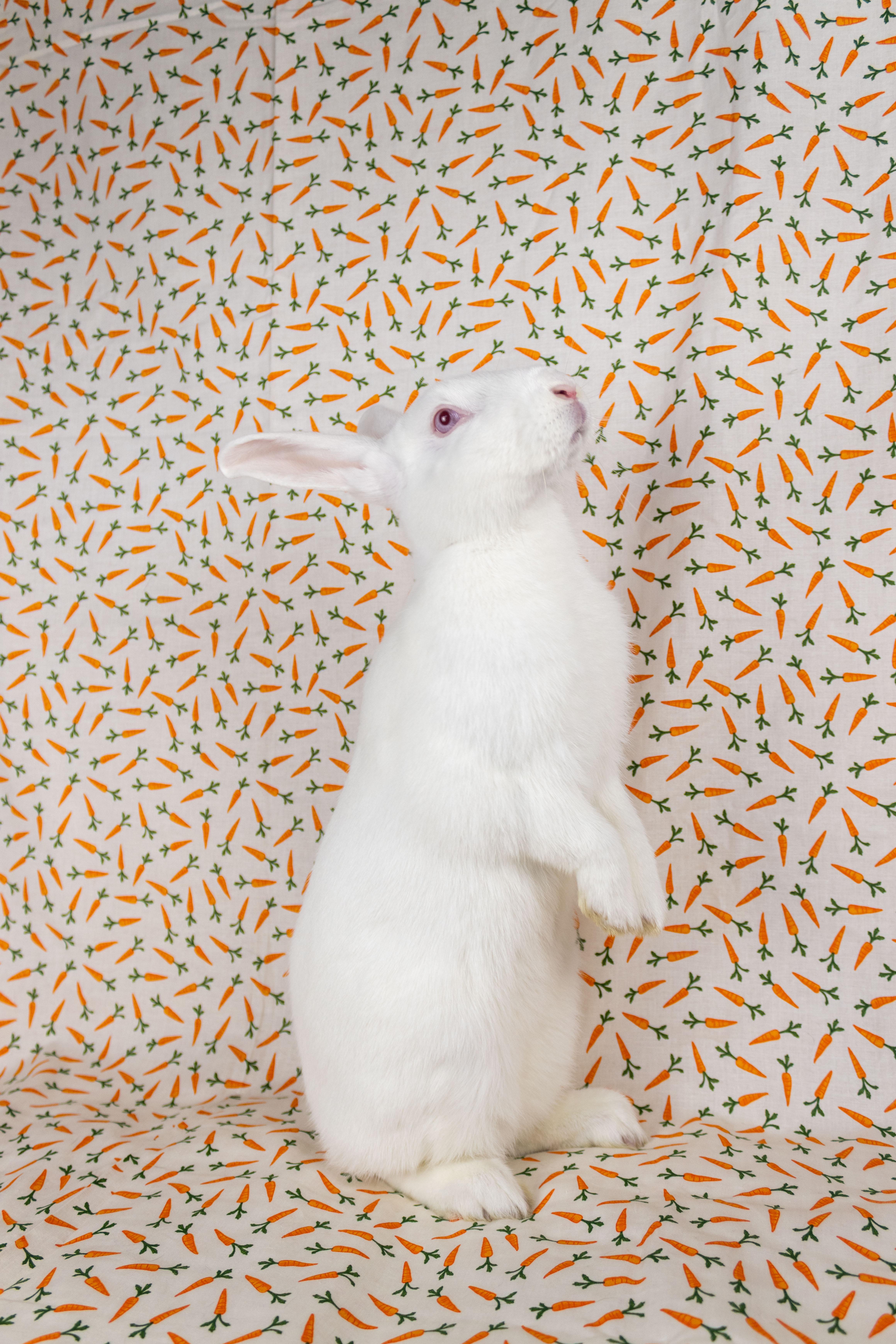 CJ, a Adoptable Florida White in Ellington, CT image 5/6