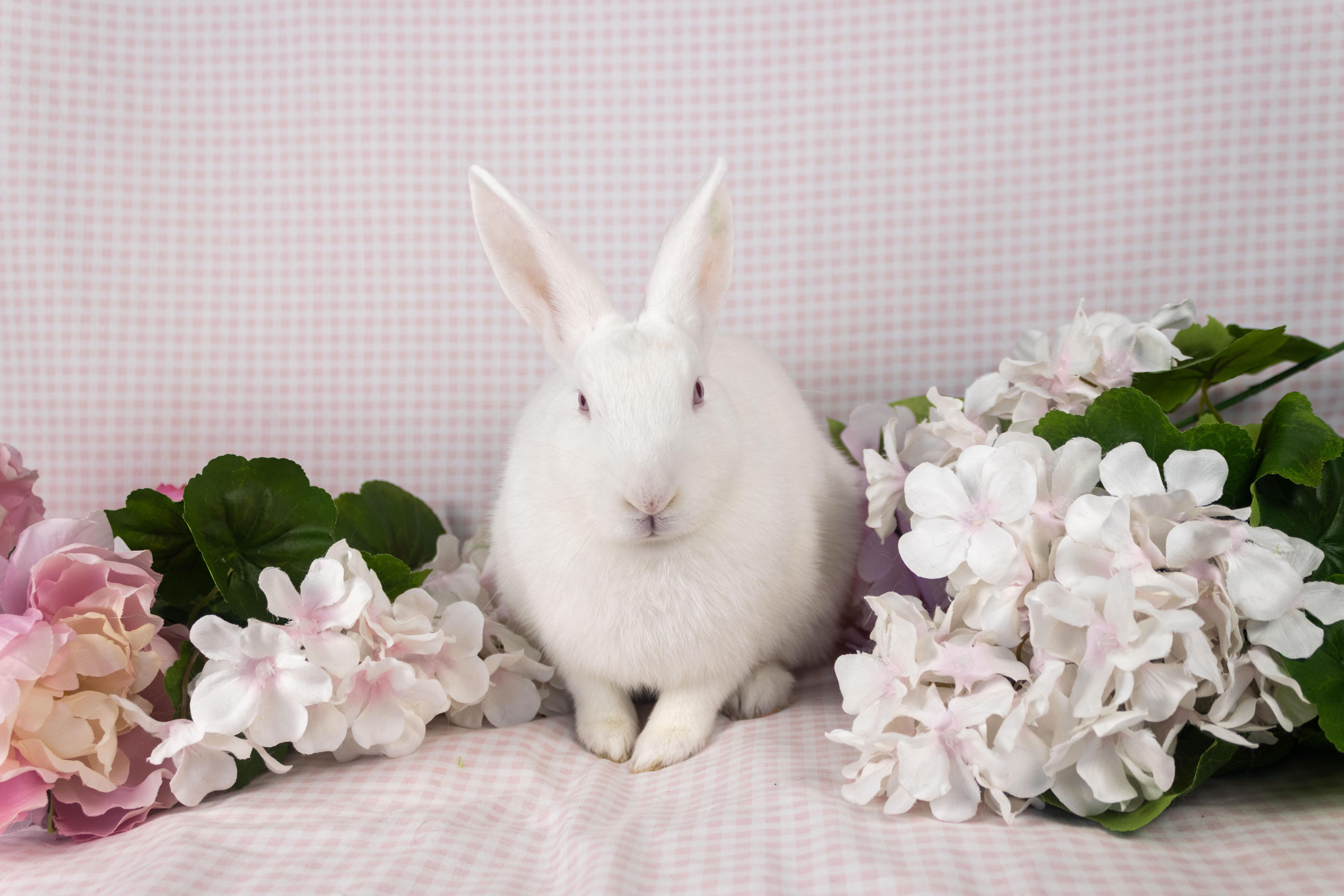 CJ, a Adoptable Florida White in Ellington, CT image 6/6