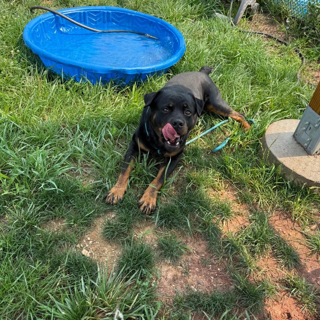 Kong, Adoptable, Adult Male Rottweiler.