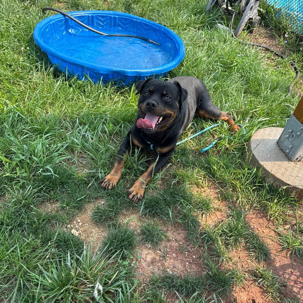 Enlarge Kong, a Adoptable Rottweiler in York, PA image 2/6