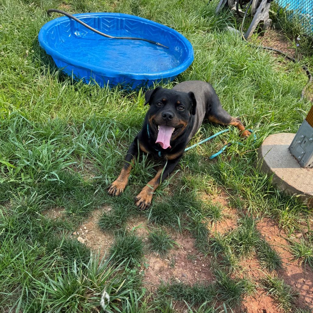 Enlarge Kong, a Adoptable Rottweiler in York, PA image 3/6