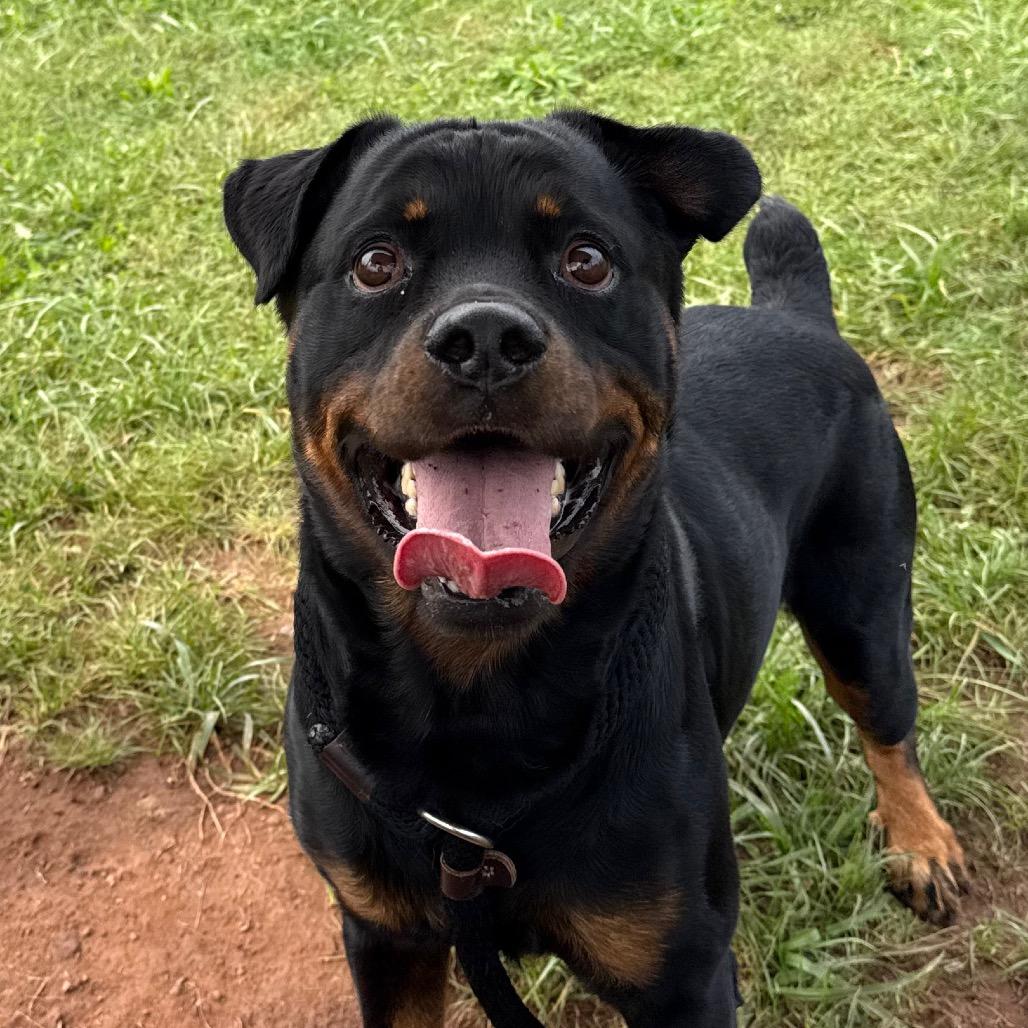 Enlarge Kong, a Adoptable Rottweiler in York, PA image 4/6