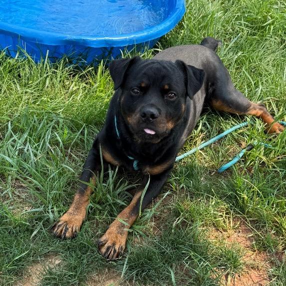 Enlarge Kong, a Adoptable Rottweiler in York, PA image 5/6