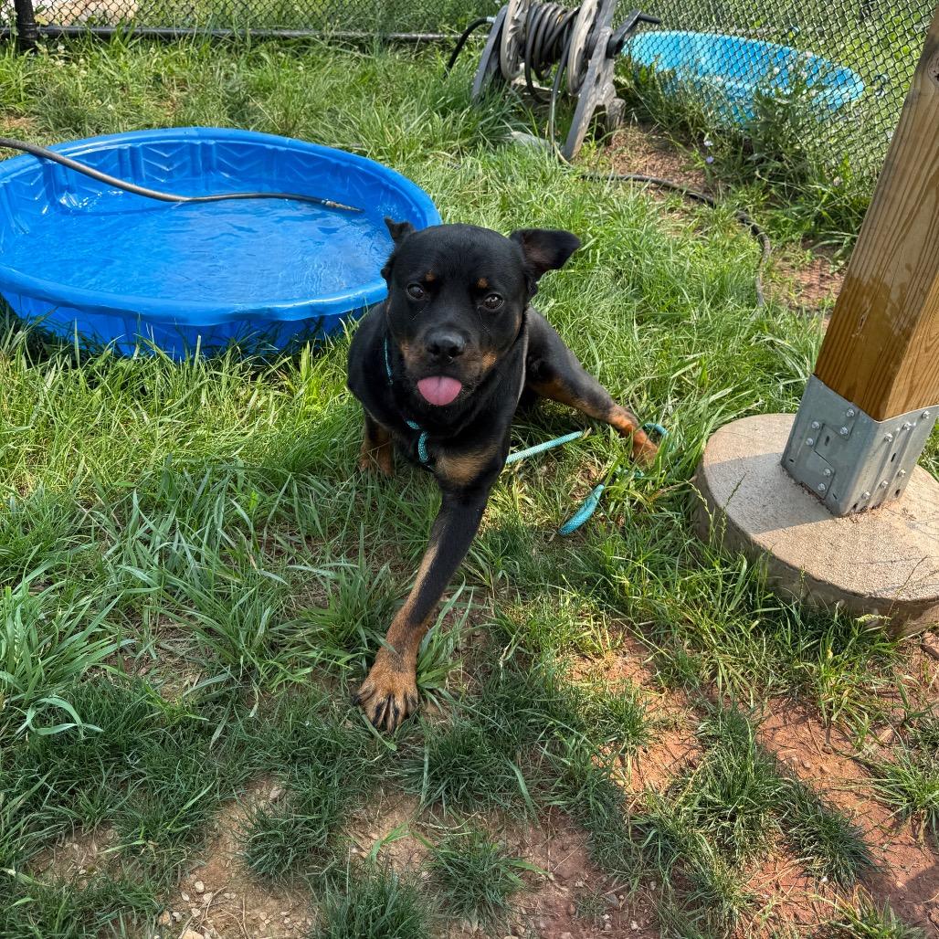 Enlarge Kong, a Adoptable Rottweiler in York, PA image 6/6