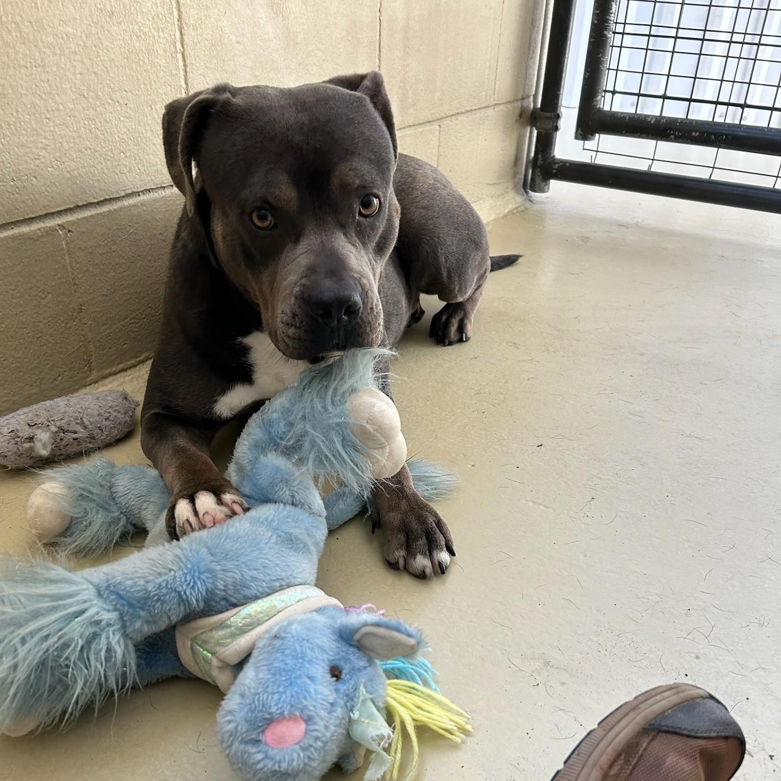 Hulu, a Adoptable mixed breed in Clarksville, VA image 2/6