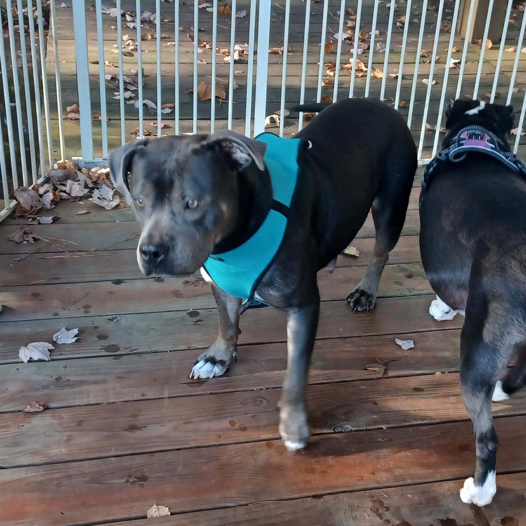 Hulu, a Adoptable mixed breed in Clarksville, VA image 4/6