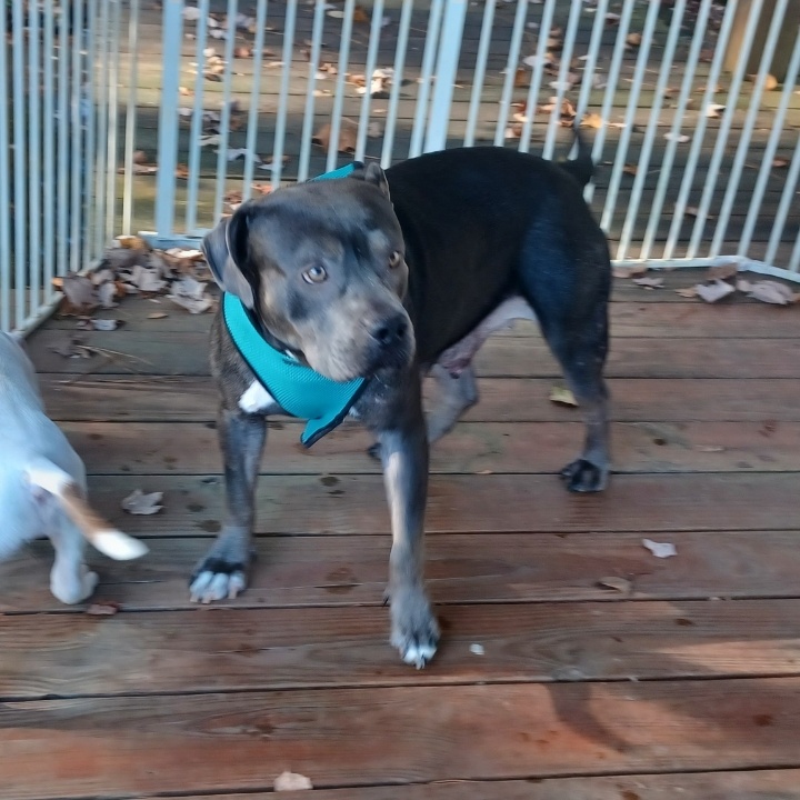 Hulu, a Adoptable mixed breed in Clarksville, VA image 5/6