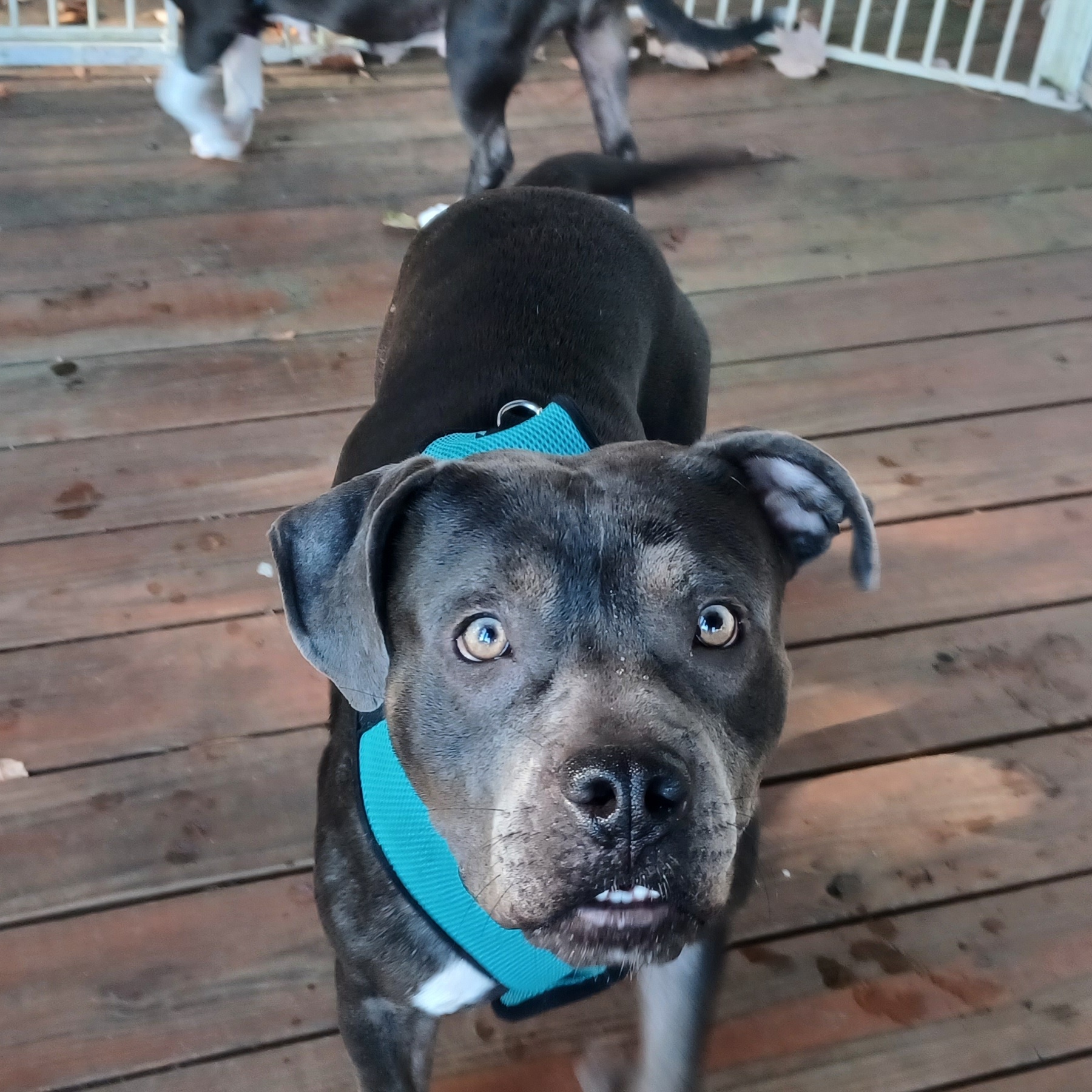 Hulu, a Adoptable mixed breed in Clarksville, VA image 6/6