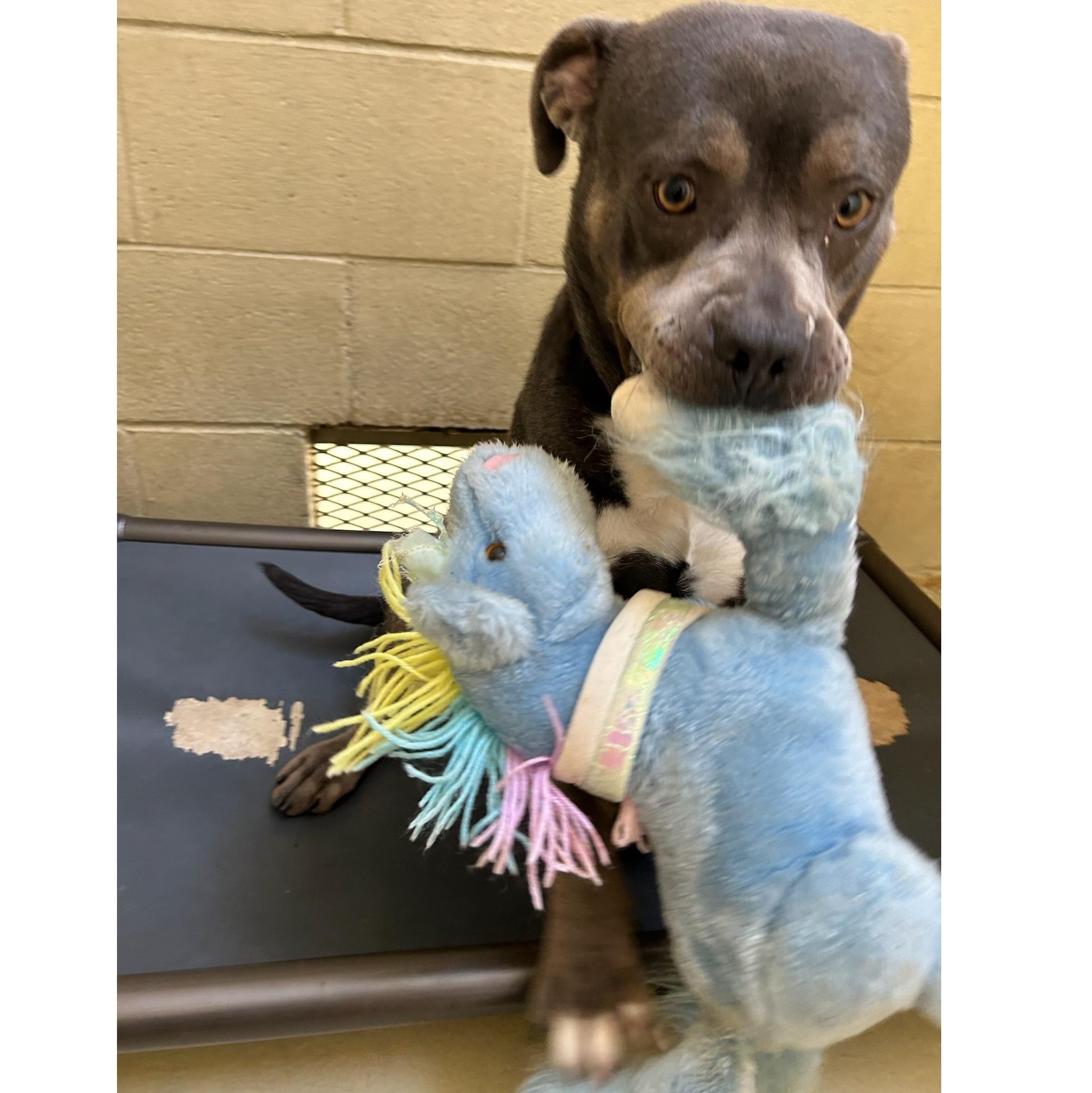 Hulu, Adoptable, Adult Female Pit Bull Terrier.