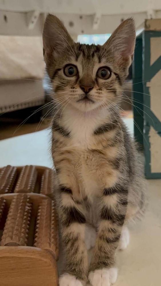 Mushroom, Adoptable, Kitten Female Domestic Short Hair.