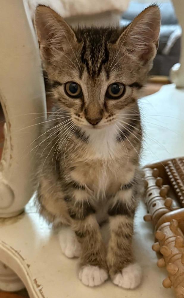 Mushroom, a Adoptable mixed breed in Newnan, GA image 2/6