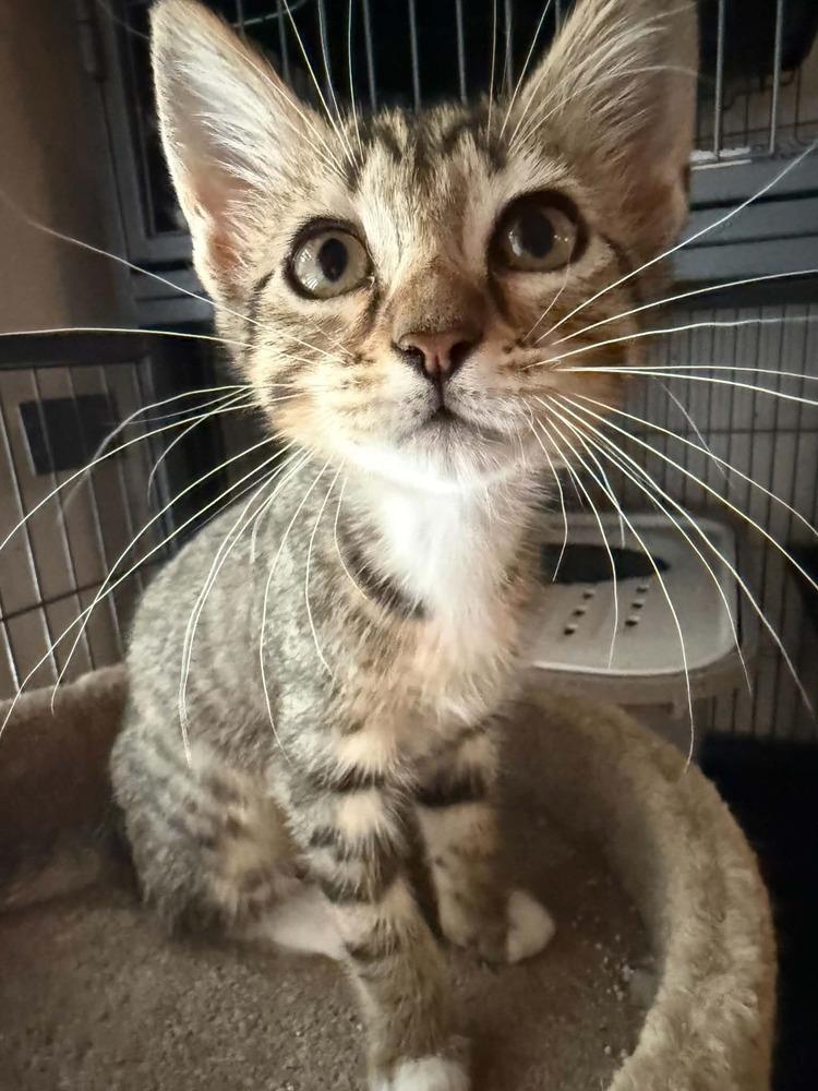 Mushroom, a Adoptable mixed breed in Newnan, GA image 3/6