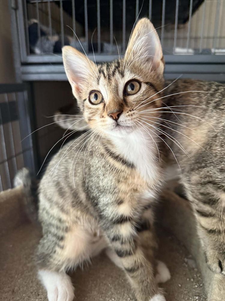 Mushroom, a Adoptable mixed breed in Newnan, GA image 6/6