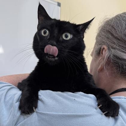 Lola, Adoptable, Adult Female Domestic Short Hair.