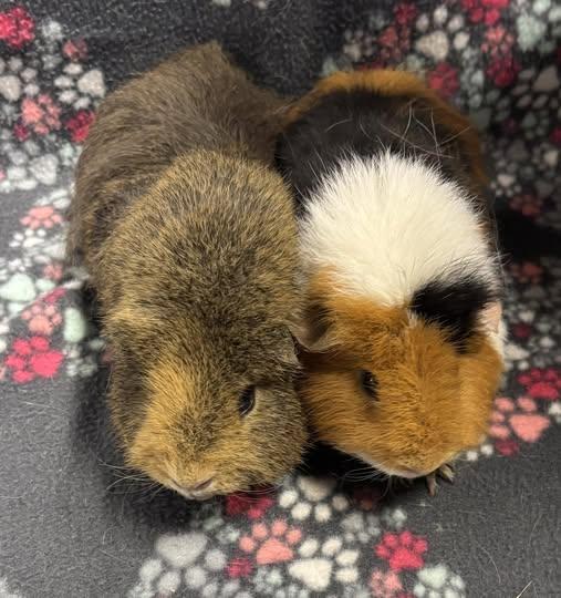 Enlarge Cinnamon & S'mores, a Adopted Guinea Pig in Amherst, NY image 1/1