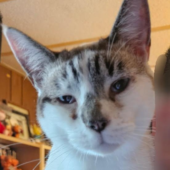 Enlarge Snowy - 20% off, a Adoptable mixed breed in Gladstone, OR image 4/6