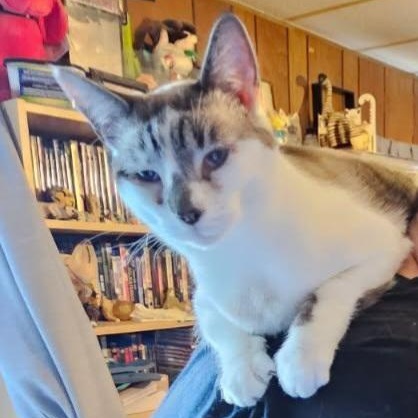 Enlarge Snowy - 20% off, a Adoptable mixed breed in Gladstone, OR image 1/6