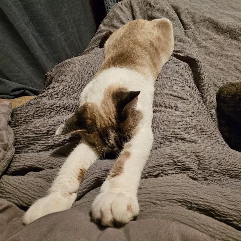 Enlarge Snowy - 20% off, a Adoptable mixed breed in Gladstone, OR image 6/6