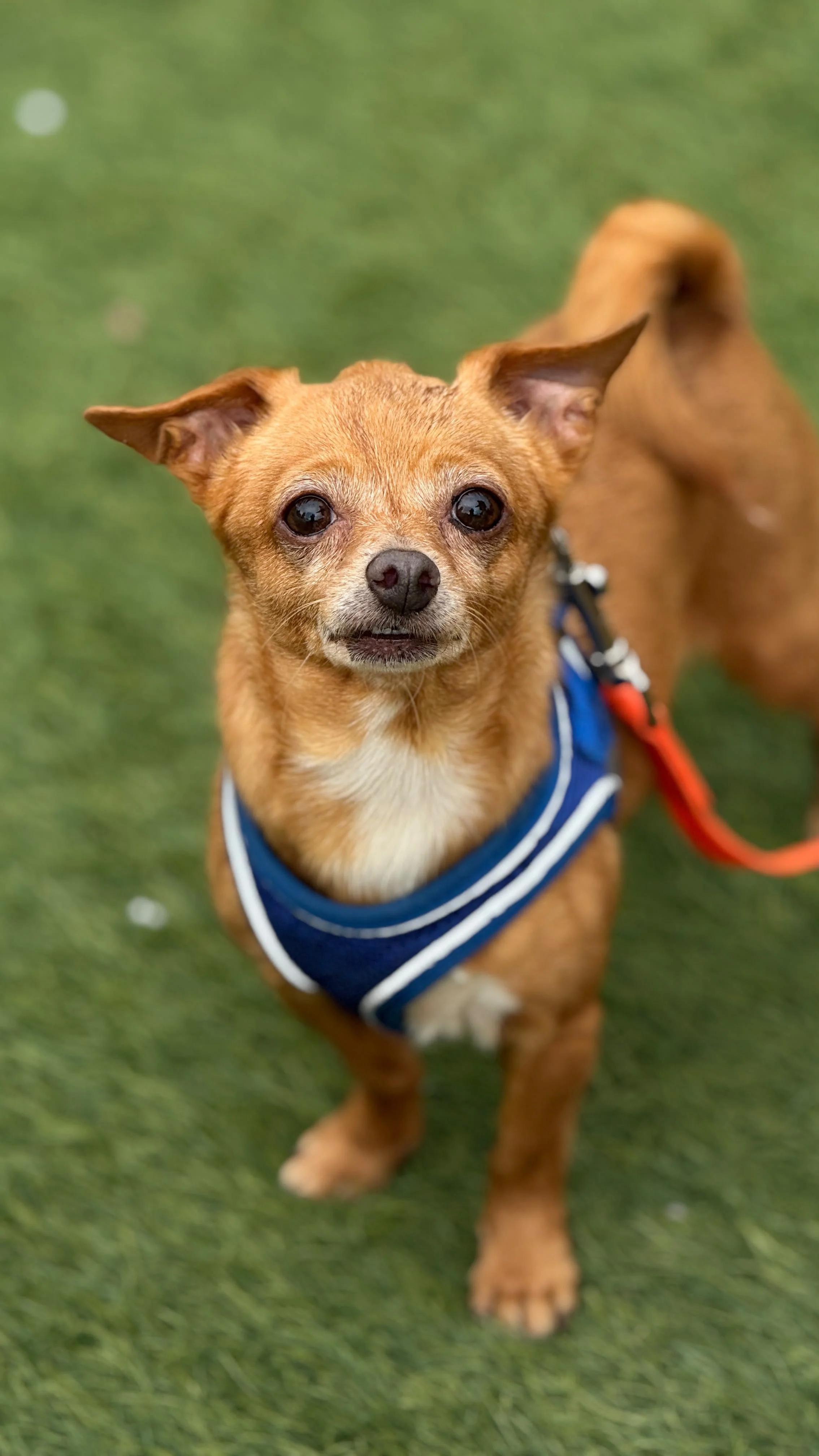 Enlarge ROBIN, a Adoptable mixed breed in San Francisco, CA image 1/1