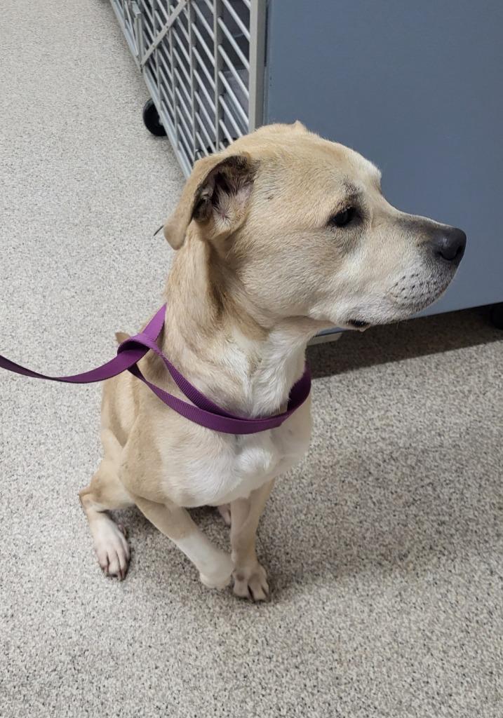 Enlarge Zeus2, a Adopted mixed breed in Medford, WI image 1/1