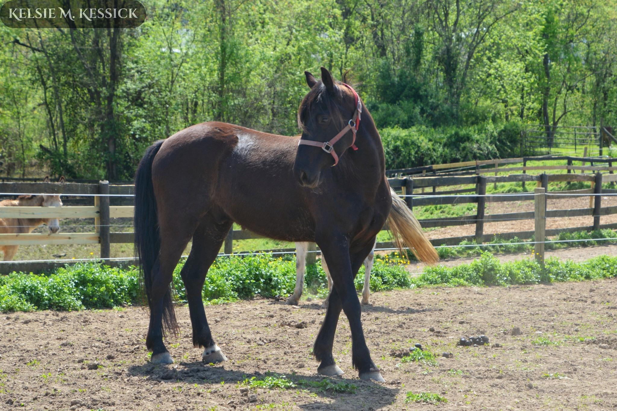 Bastian - ATFO 2025 Showcase Division, Adult Male unknown
