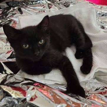 Enlarge FLY, a ADOPTABLE Domestic Short Hair in Campbell River, BC image 2/6