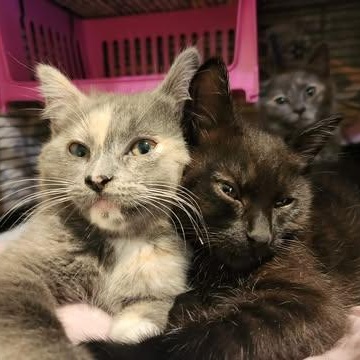 Enlarge FLY, a ADOPTABLE Domestic Short Hair in Campbell River, BC image 6/6